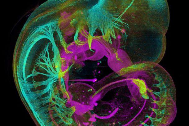 Embrión de ratón en desarrollo (James Sharpe / CRG / EMBL)